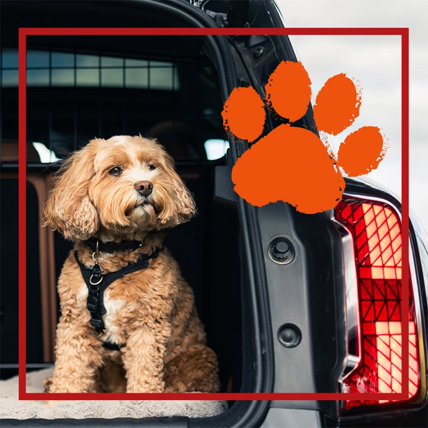 MINI Club | MINI Türkiye